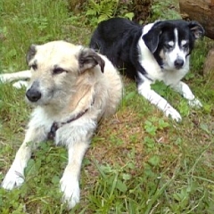 Neues von Struppi (vorher Max)