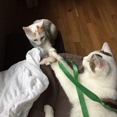 Momo & Alino sind ganz süsse Jungs!