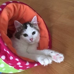 Snoop - der süsse Bub geniesst seine neue Familie