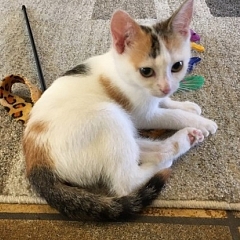 Couchou die süsse Maus
