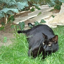 Carlos