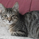 Chicca