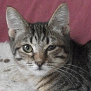 Chicca