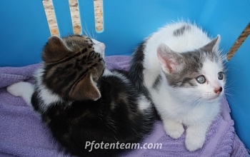 Katzenbabies am Strassenrand ausgesetzt