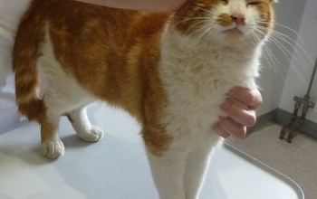 Kater am Flughafen Basel-Mulhouse gefunden - wer kennt oder vermisst ihn?/ Chat trouvé à l'aeroport Bâle