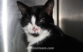 Zeugen gesucht/ Témoins cherchés! Kater Whiskey angeschossen in F-Rosenau / Chat touché par un coup de fusil à Rosenau (F)