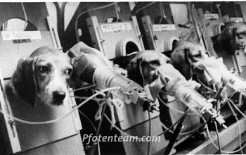 STOP VIVISECTION! NEIN ZU TIERVERSUCHEN. Unterschreiben Sie online!