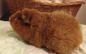 Schwein gehabt! Vier Meerschweinchen gerettet!