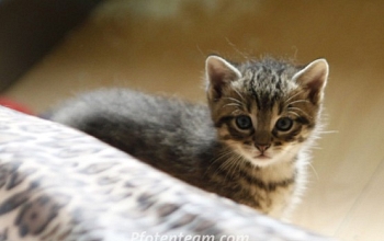 Das neue Vierergespann auf Samtpfötchen - die Babykatzenflut in geballter Ladung