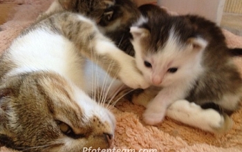 Und noch mehr Babykatzen: Tagebuch 3. Woche aus unserer dritten Kitten-Krabbelstube