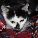 Franzi