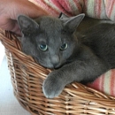 Merlin