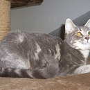 Bonita