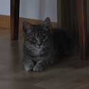 Bonita