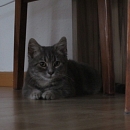 Bonita