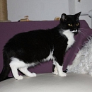Lea