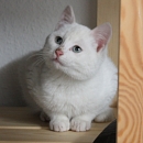 Ari