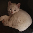 Ari