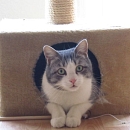 Camillo