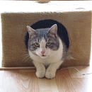 Camillo