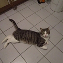 Camillo