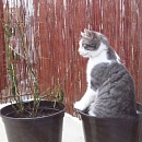 Camillo