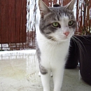 Camillo