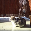 Camillo