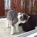 Camillo