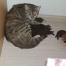 Gaia