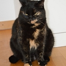 Mimi 3