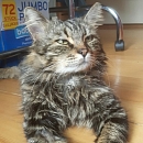 Micky - ein idealer Familienschmuser