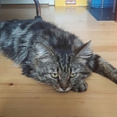 Micky - ein idealer Familienschmuser
