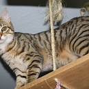 Clyde- Katzen-, Hunde- und Menschenversteher