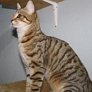 Clyde- Katzen-, Hunde- und Menschenversteher