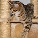Clyde- Katzen-, Hunde- und Menschenversteher
