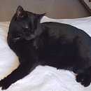 Kira - die schwarze Schönheit