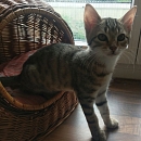 Clyde- Katzen-, Hunde- und Menschenversteher