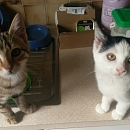 Clyde- Katzen-, Hunde- und Menschenversteher