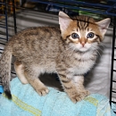 Clyde- Katzen-, Hunde- und Menschenversteher