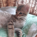 Clyde- Katzen-, Hunde- und Menschenversteher