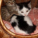 Clyde- Katzen-, Hunde- und Menschenversteher