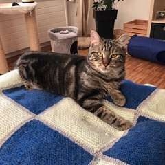 Max hat sich super bei seinem neuen Katerkumpel und Frauchen eingelebt