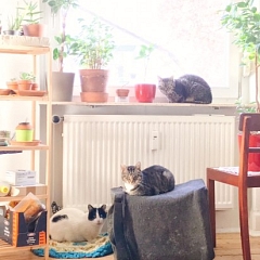 Söckli und die Calici-Gang