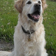 Happy Spirou im Schwarzwald