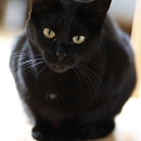 Luna (& Sohnemann Sindbad)