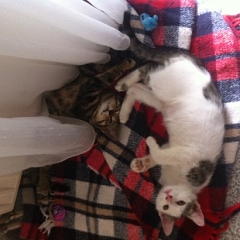 Matilda und Simba geben gutes Top-Terroristen-Team ab