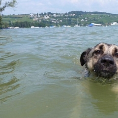 Linus - vor dem Bad ist nach dem Bad ; )