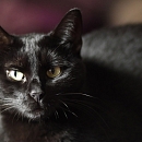 Luna (& Sohnemann Sindbad)