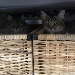 Loki hat eine grosse Schwester gefunden